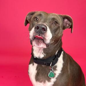 Bella, Bulldog, American, senior, available for adoption