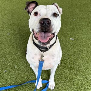 Chief, Bulldog, American, senior, available for adoption