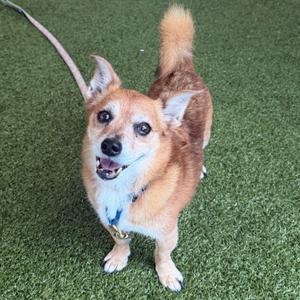 A small brown and white dog with perked ears and a wagging tail standing on green artificial turf.