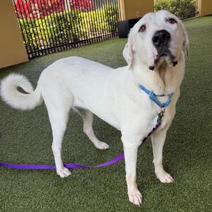 Jasmine, Pyrenees, Great, adult, available for adoption