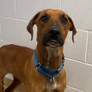 Bourbon, Mixed Breed (Medium), adult, available for adoption