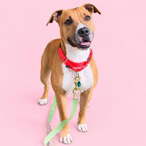 A brown and white dog wearing a red collar and green leash, standing on a pink background.