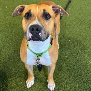 Ember, Mixed Breed (Medium), adult, available for adoption
