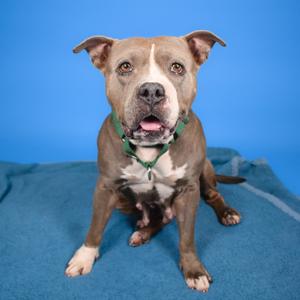 Blueberry, Mixed Breed (Medium), adult, available for adoption