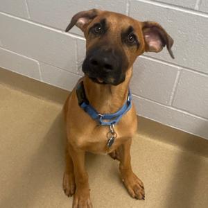 Charlie, Black Mouth Cur, puppy, available for adoption
