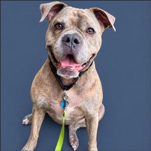 A brown and white dog with floppy ears sitting on a blue background, wearing a black collar with a blue tag and a green leash.