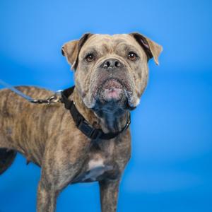 Diamond, Bulldog, American, adult, available for adoption