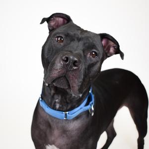 Black dog wearing a blue collar