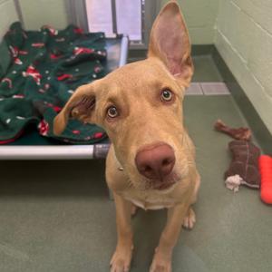 French Baguette, Retriever, Labrador, puppy, available for adoption