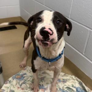 Boogie, Mixed Breed (Medium), adult, available for adoption
