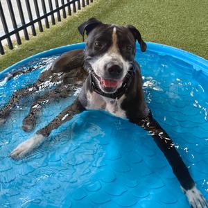 Bentley, Bulldog, American, adult, available for adoption