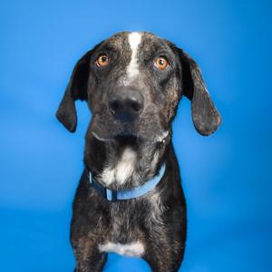 A black and white dog with floppy ears and a blue collar, standing against a blue background.