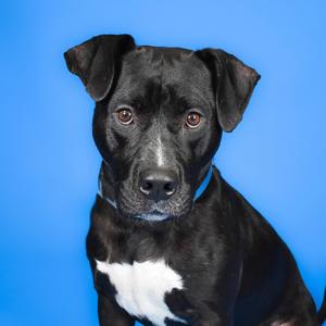 A black and white dog with a blue collar sitting against a blue background.