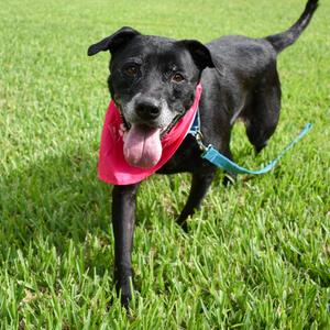 Hera, Mixed Breed (Large), adult, available for adoption