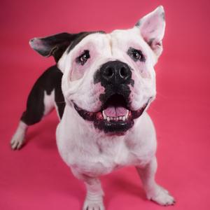 Bert, Mixed Breed (Large), adult, available for adoption