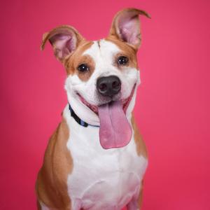 A brown and white dog with its tongue out, sitting against a pink background.