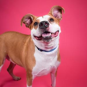 Dior, Mixed Breed (Medium), adult, available for adoption
