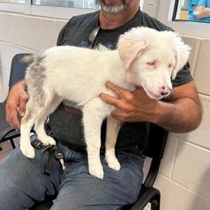 Chara, Cattle Dog, Australian (Blue Heeler), puppy, available for adoption
