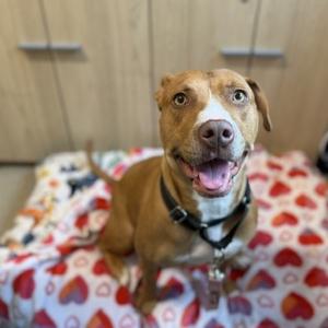 A happy brown and white dog sitting on a heart-patterned blanket, looking up with its mouth open and tongue out.