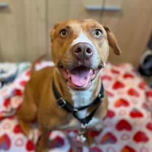 Honey, Catahoula Leopard Dog, adult, available for adoption