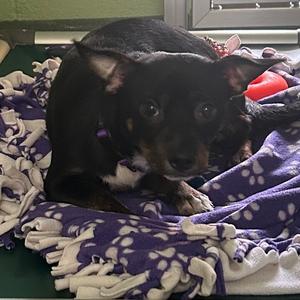 Dallas, Terrier, Jack Russell, adult, available for adoption