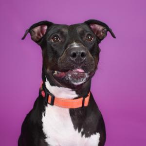 a black and white dog with an orange collar