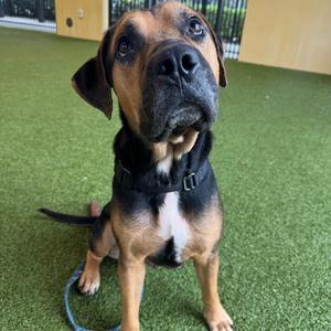 A black and brown dog sitting on green artificial grass, wearing a black harness.