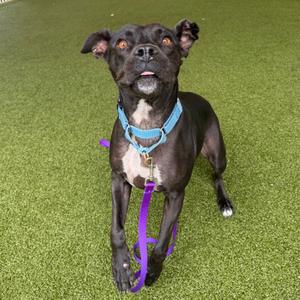 A black dog with a blue collar and purple leash standing on green artificial grass.