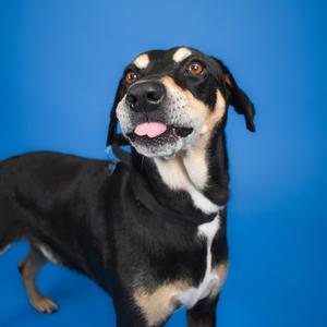 Bingo, Terrier, adult, available for adoption