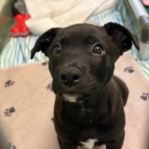 Arizona, Mixed Breed (Medium), puppy, available for adoption