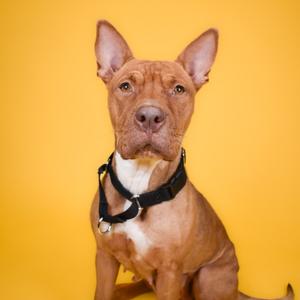 A brown pitbull dog with a black collar sits in front of a yellow background.