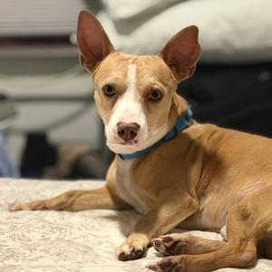 Finn, Mixed Breed (Small), adult, available for adoption