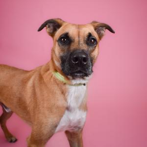 A medium-sized dog with tan and white fur and a light green collar stands against a pink background.