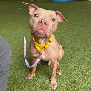 A brown dog with a yellow collar sitting on green artificial grass.