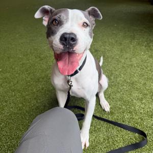 Aloha, Mixed Breed (Medium), adult, available for adoption
