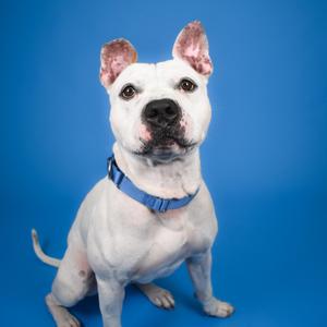 Cosmo, Bulldog, American, adult, available for adoption