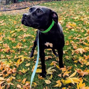 Sesame - Available In Foster, Mixed Breed (Medium), adult, available for adoption