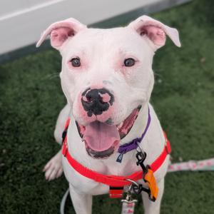 Ziggy, Mixed Breed (Medium), adult, available for adoption