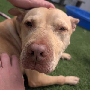 A close-up of a light-colored dog with a pink nose, lying on green artificial turf, being petted by a person's hand.