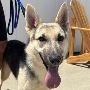 Emmy, Mixed Breed (Medium), adult, available for adoption