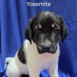 Yosemite, Mixed Breed (Large), puppy, available for adoption