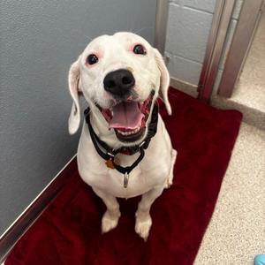 Moses, Beagle, available for adoption