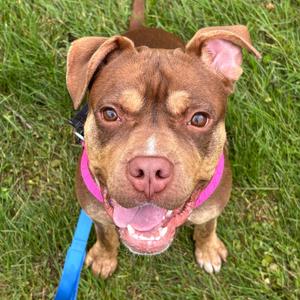 Temu, Mixed Breed (Medium), available for adoption
