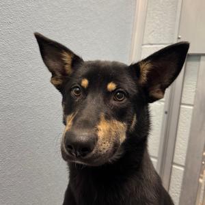 Bordeaux, Mixed Breed (Medium), available for adoption