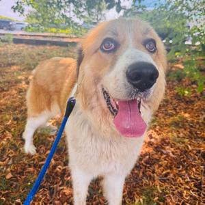 Gunther, Mixed Breed (Large), adult, available for adoption