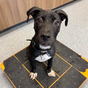 Zorro, Mixed Breed (Medium), puppy, available for adoption