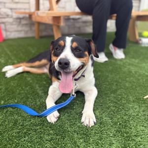 Baby - In Foster to Adopt, Mixed Breed (Medium), adult, available for adoption