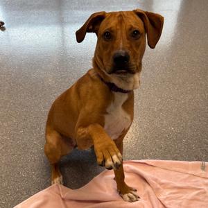 Darcy, Mixed Breed (Medium), available for adoption
