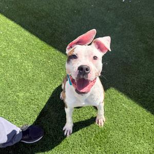 Jules, Mixed Breed (Medium), available for adoption