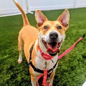 Nala, Mixed Breed (Medium), senior, available for adoption